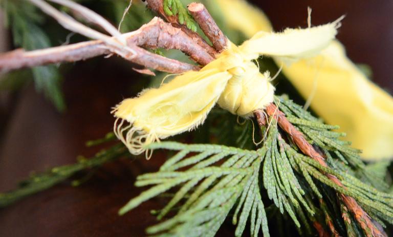 Closeup of ced boughs tied together laying on a desk.