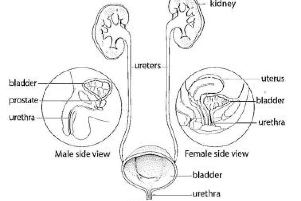 Diagram showing the anatomy of a urethra and bladder