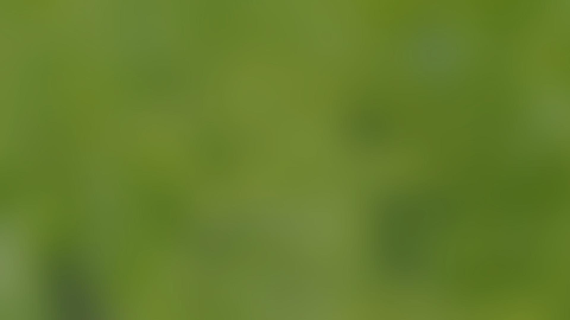 Blurry green background