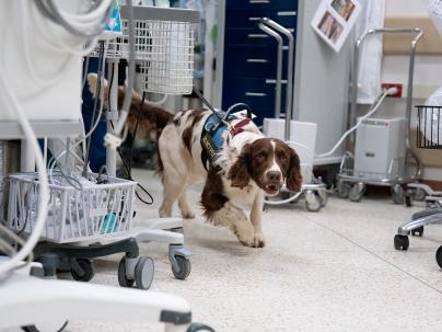Anton a scent detection dog standing in a hospital while at work.