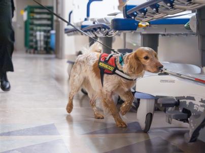 Disco a scent detection dog at work in a hospital.