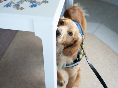 Kip a scent detection dog underneath a table in a hospital while at wok with scent detection.