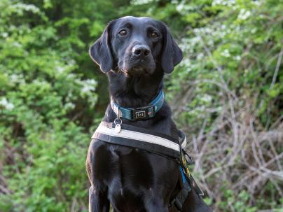 Micro a scent detection dog sitting on a table.