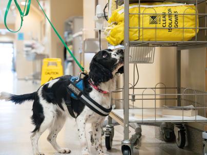 Trav a scent detection dog at work in a hospital, sniffing.