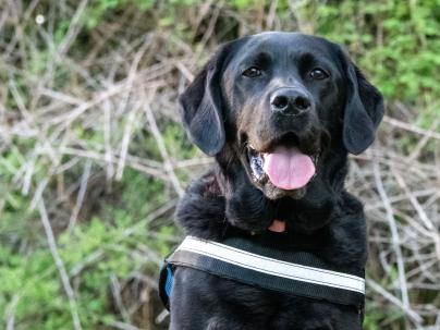 Yoki a scent detection dog sitting on a table outdoors.